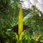 Titan arum flowering in the Rainforest Biome